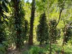 11 acres Land for Sale Mawanella