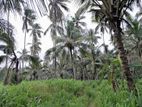 11 Acres of Cultivated Coconut Land for Sale at Dankotuwa.
