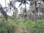 11 Acres of Cultivated Coconut Land for Sale in Dankotuwa.