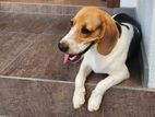 Beagle Male Puppy