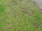 11 P Highly Residential Land for Sale in Nagoda, Kaluthara