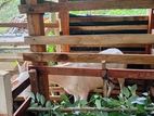 Sanan Goat