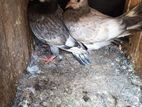 Pigeons