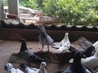 Pigeons