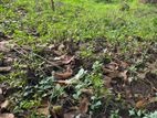 11.33P Land For Sale in Peradeniya Town