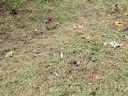 11.5perch land for sale katana