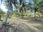 117 Perches Coconut Land for Sale at Bingiriya