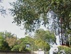 117 perches Land for sale in Colombo 7