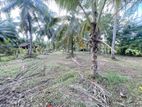 117 Perches Prime Coconut Land for Sale at Bingiriya.