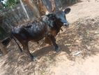Farm Cow 11 Month