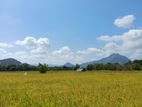 Land for Sale Dambulla