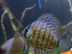 12 CM Discus Pair