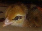 12 Days Old Chick