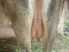 12 லிடர் பால் கரக்க குடியெ பசு விற்பனைக்கு உல்லது