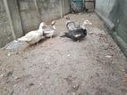 Muscovy Duck