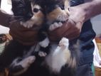 Persian Kittens