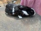 Rabbit