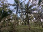 120P land with coconut trees –Mirihanegama (Rambawewa–Mirihanegama Road)