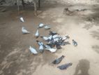 Pigeons