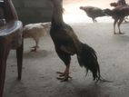 Rooster