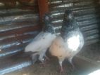 Pigeon