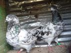 Pigeons
