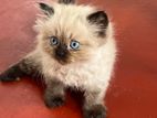 Persian Kitten