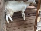 Farm Goats