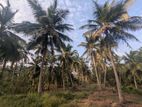 1.25 Acres Coconut Land and 1 Acre Paddy Field-Wariyapola, Mirihanegama