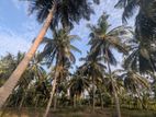 1.25 Acres Coconut Land and 1 Acre Paddy Field-Wariyapola, Mirihanegama