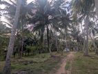 1.25 Acres Coconut land with a House for Sale Wariyapola, Mirihanegama