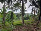 12.5 acres of fertile coconut land for sale in Rabukkana.