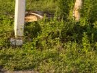 12.5perch Land for Sale කඩහපොල