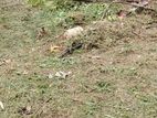 12.5perch land for sale kandawala