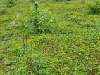 12.78 Perch Land for Sale Seeduwa