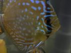 12cm Discus pair