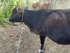 Milk Cow