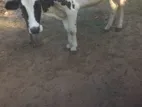 Milk Cow