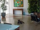 13 Perches - Furnished House for Sale HL35507