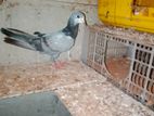 Pigeon