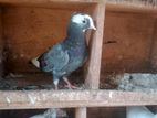 Pigeons