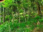 133 Perch Agricultural Land For Sale At Ampitiya Road Kandy