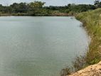 13.5 Acres Agricultural Land Sale in Puttalam