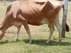 13லிட்டர் பால் மாடு