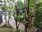 13P Land for Sale in Polgolla, Kandy (TPS2152)