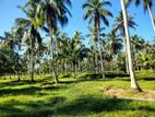 14 Acres Coconut Land For Sale In Wathuwatta.
