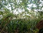 14 Perch Diyawanna Lake Front Land on Nippon Mw- Ethul Kotte for Sale
