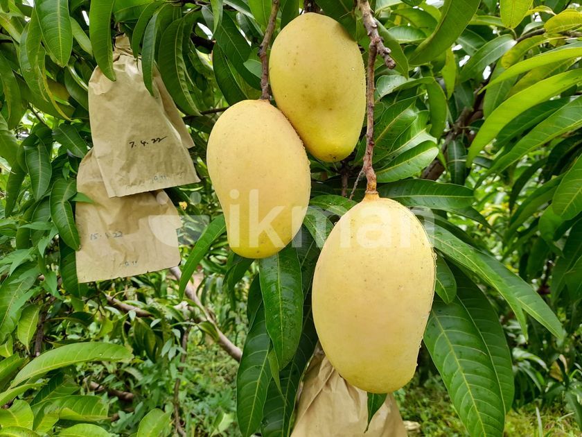 14.75 Acre TJC Mango Plantation for sale in Nagollagama, Kurunegala ikman