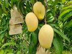 14.75 Acre TJC Mango Plantation for sale in Nagollagama, Kurunegala
