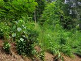 148P Land for Sale in Kandy Gelioya ( Kalugamuwa Road)